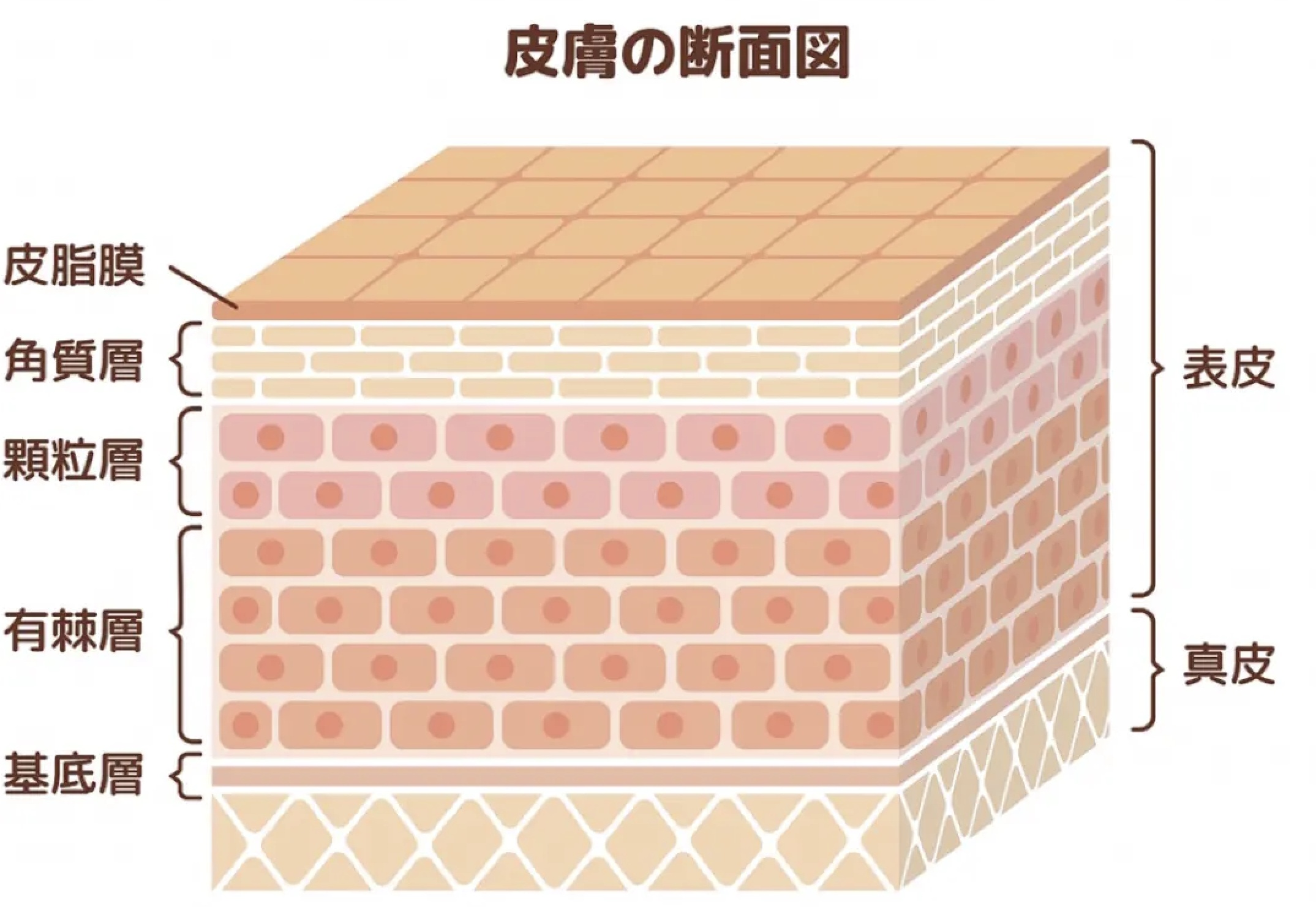 ../_images/王心怡封面.jpg